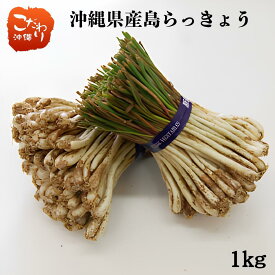 【送料無料】沖縄県産島らっきょう 1kg（土付き）【沖縄産島らっきょう 沖縄産らっきょう 沖縄県産 　沖縄産 沖縄県 沖縄 島らっきょう 島らっきょ らっきょう らっきょ ラッキョウ ラッキョ 落橋 お中元 贈り物 夏】