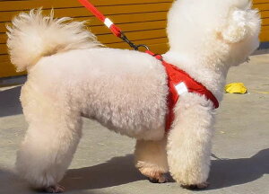  L n[lX [h xXg bh `FbN u[ O[ XS S M L XL ^ ^ ^  ʋC  炩 \tg ɂ Eɂ K ȒP U o  