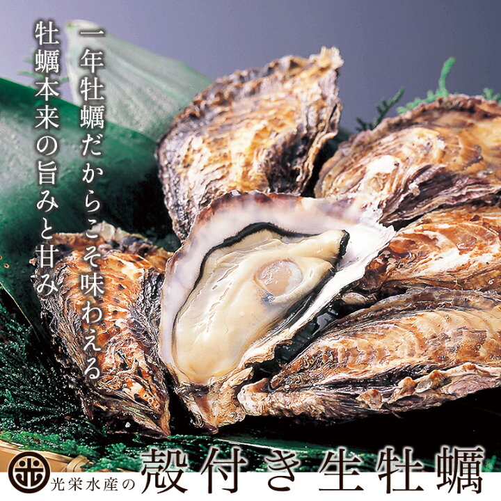 楽天市場 坂越産 殻付き牡蠣 48個 生食用 坂越牡蠣 牡蛎 牡蠣 かき カキ 殻付き からつき 殻付き牡蠣 殻付きかき 生かき 生がき 生カキ 生ガキ 生牡蠣 生食 生食用 赤穂 坂越 お取り寄せ 送料無料 坂越かき なまかき 光栄水産 光栄水産楽天市場店