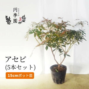 観葉植物 アセビ Diy 工具の人気商品 通販 価格比較 価格 Com 観葉植物 アセビ Diy 工具の人気商品 通販 価格比較 価格 Com