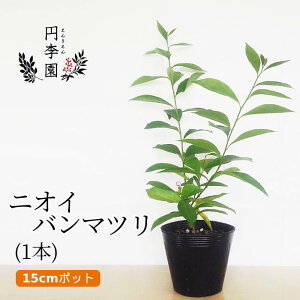 バンマツリの通販 価格比較 価格 Com バンマツリの通販 価格比較 価格 Com