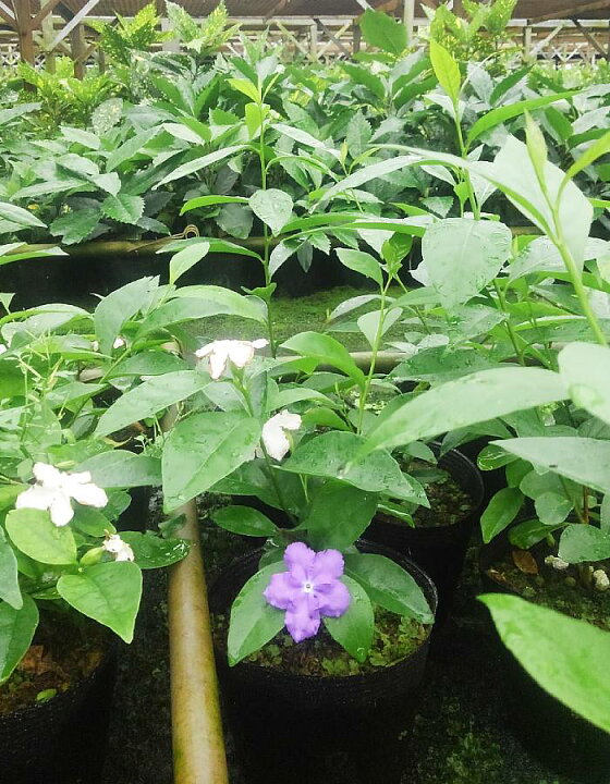 楽天市場 送料無料 ニオイバンマツリ15cmポット 5本セット 樹高30 50cm前後 鉢植え 庭木 花壇 生垣 ガーデニング 園芸 鑑賞用 紫色から白に変化する花 半 常緑低木 においばんまつり 匂蕃茉莉 ブルンフェルシア Brunfelsia Latifolia 円李園