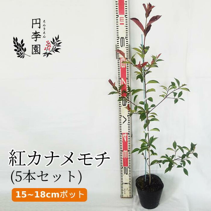 楽天市場 送料無料 紅カナメモチ15cmポット 5本セット 樹高60 80cm前後 鉢植え 庭木 花壇 生垣 ガーデニング 園芸 べにかなめ もち 新芽が赤く鮮やかな木 カラーリーフプランツ Photinia Glabra F Benikaname 円李園