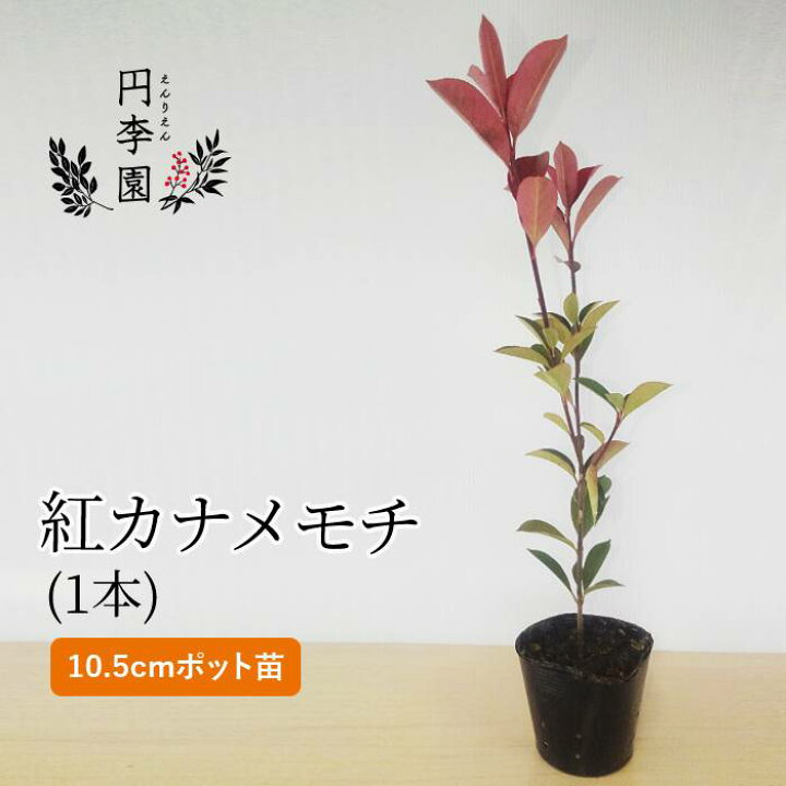 楽天市場 紅カナメモチ10 5cmポット 1本 40cm前後 鉢植え 庭木 花壇 生垣 ガーデニング 園芸 べにかなめもち 新芽が赤く鮮やかな木 円李園