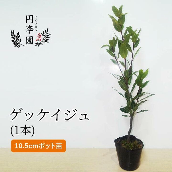 楽天市場 ゲッケイジュ10 5cmポット 1本 0 3m前後 鉢植え 庭木 花壇 生垣 ガーデニング 園芸 シンボルツリー げっけいじゅ 月桂樹 香辛料ローリエ ローレル ろーりえ ろーれる ハーブ Laurus Nobilis 円李園