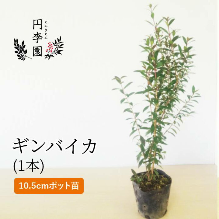 楽天市場 ギンバイカ10 5cmポット 1本 0 3m前後 鉢植え 庭木 花壇 生垣 ガーデニング 園芸 ぎんばいか 銀梅花 銀香木 祝いの木 マートル ハーブ 6月頃に白い小花を付ける木 地中海沿岸原産 円李園