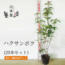 楽天市場 赤い 実 の なる 庭木の通販