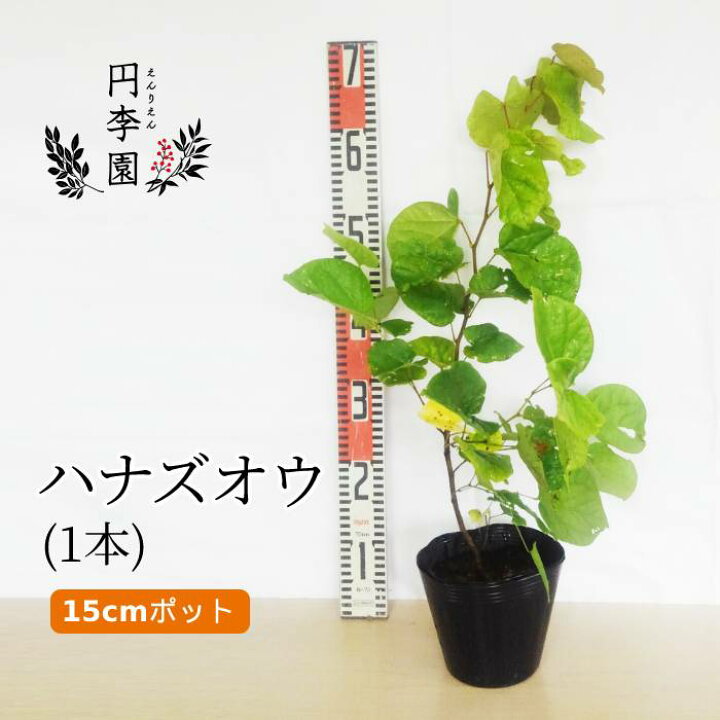 楽天市場 ハナズオウ15cmポット 1本 樹高40 60cm位 鉢植え 庭木 花壇 生垣 ガーデニング 園芸 落葉低木 雑木 シンボルツリー スオウバナ ハナムラサキ 春ピンク花が咲く ハート型の葉 はなずおう 花蘇芳 Cercis Chinensis 円李園