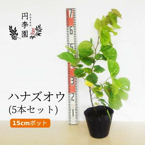 農業資材 ガーデニング用品 庭木 低木 観葉植物の人気商品 通販 価格比較 価格 Com