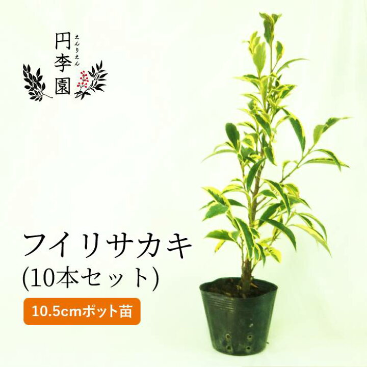 楽天市場 送料無料 フイリサカキ10 5cmポット 本セット 0 4m前後 鉢植え 庭木 花壇 生垣 ガーデニング 園芸 シンボルツリー ふいりさかき 斑入り榊 成長も遅く日陰でもきれいな木 壁木 葉が鮮やか あまり知られてない大人気の品種 円李園