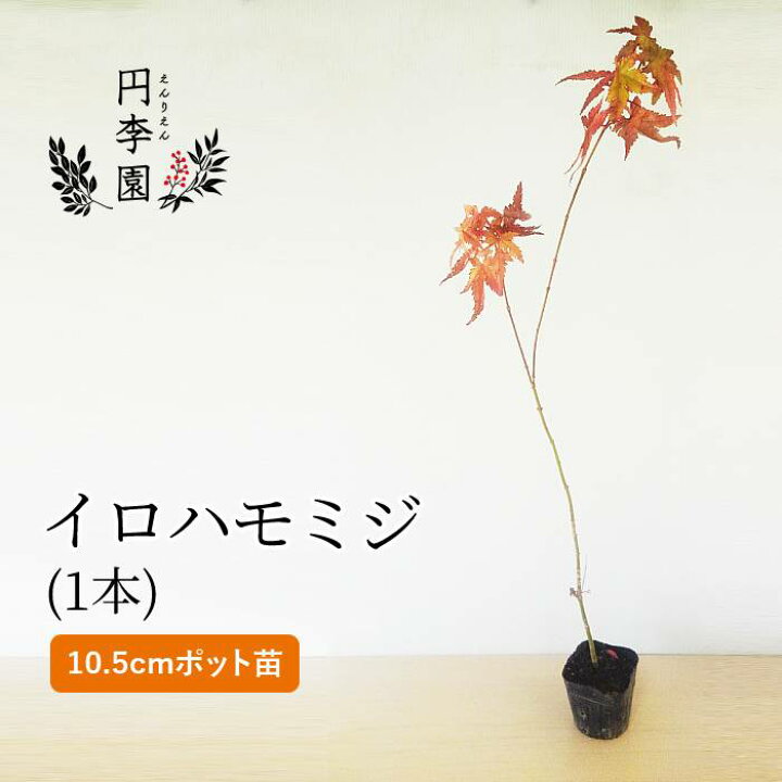 楽天市場 イロハモミジ10 5cmポット 1本 50cm前後 鉢植え 庭木 花壇 生垣 ガーデニング 園芸 円李園 楽天市場 イロハモミジ10 5cmポット 1本 50cm前後 鉢植え 庭木 花壇 生垣 ガーデニング 園芸 円李園