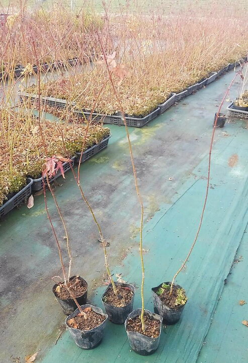 楽天市場 イロハモミジ10 5cmポット 1本 50cm前後 鉢植え 庭木 花壇 生垣 ガーデニング 園芸 円李園 楽天市場 イロハモミジ10 5cmポット 1本 50cm前後 鉢植え 庭木 花壇 生垣 ガーデニング 園芸 円李園