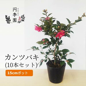冬 花壇 花の人気商品 通販 価格比較 価格 Com
