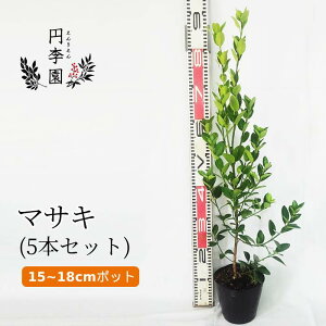 目隠し 鉢植え 観葉植物の人気商品 通販 価格比較 価格 Com