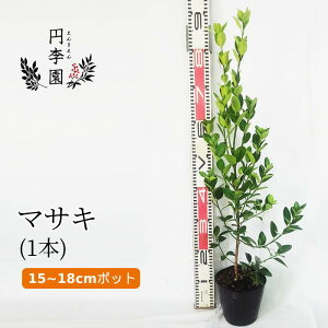 目隠し 鉢植えの人気商品 通販 価格比較 価格 Com