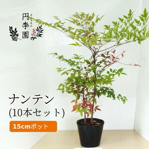 南天 鉢植えの人気商品 通販 価格比較 価格 Com