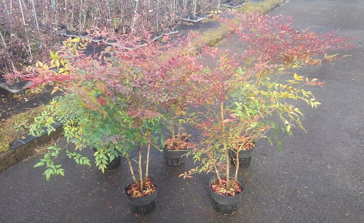 楽天市場 ナンテン15cmポット 5本セット 0 4m前後 鉢植え 庭木 花壇 生垣 ガーデニング 園芸 なんてん 南天 難を転ずる縁起の良い木 円李園 楽天市場 ナンテン15cmポット 5本セット 0 4m前後 鉢植え 庭木 花壇 生垣 ガーデニング 園芸 なんてん 南天 難を転ずる縁起の良い木 円李園