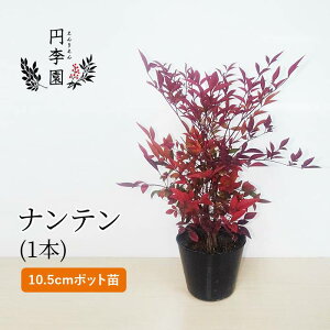 南天 鉢植えの人気商品 通販 価格比較 価格 Com