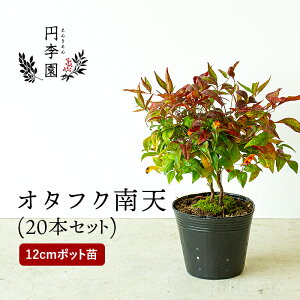 苗 低木 観葉植物の人気商品 通販 価格比較 価格 Com