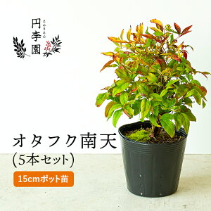 南天 鉢植えの人気商品 通販 価格比較 価格 Com
