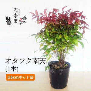 観葉植物 グランドカバーの人気商品 通販 価格比較 価格 Com