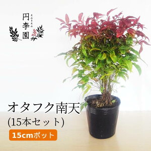 南天 鉢植えの人気商品 通販 価格比較 価格 Com