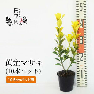 目隠し 鉢植えの人気商品 通販 価格比較 価格 Com