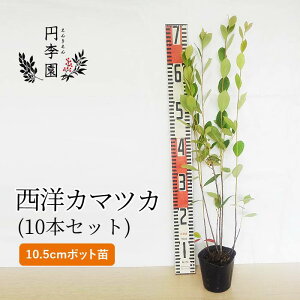 観葉植物 庭木 シンボルツリーの人気商品 通販 価格比較 価格 Com