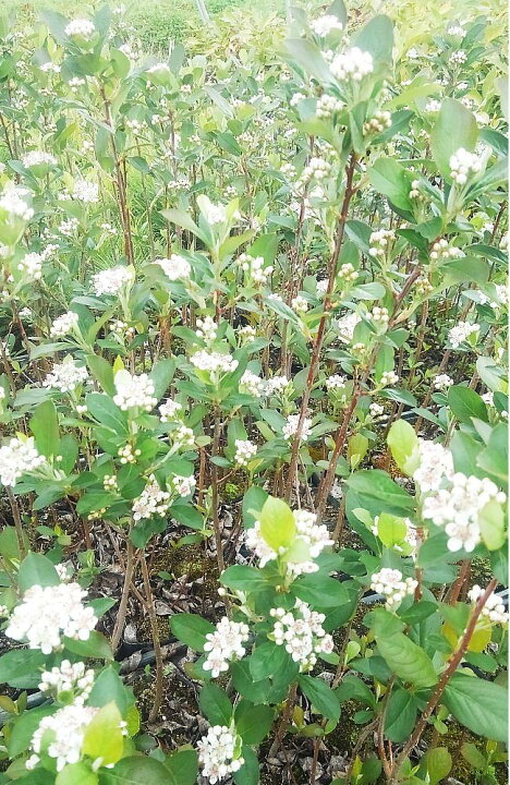 楽天市場 西洋カマツカ10 5cmポット 1本 50cm前後 鉢植え 庭木 花壇 生垣 ガーデニング 園芸 雑木 シンボルツリー せいようかまつか アロニア あろにあ チョークベリー ちょーくべりー 春に白い花が咲き秋に赤い実のなる木 Aronia Albutifolia 円李園