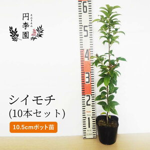 鉢植え 木 目隠しの人気商品 通販 価格比較 価格 Com
