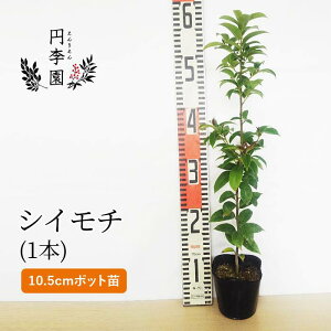 鉢植え 木 目隠し 植木 盆栽の人気商品 通販 価格比較 価格 Com 鉢植え 木 目隠し 植木 盆栽の人気商品 通販 価格比較 価格 Com