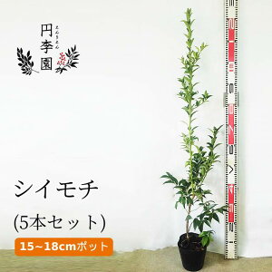 鉢植え 木 目隠しの人気商品 通販 価格比較 価格 Com