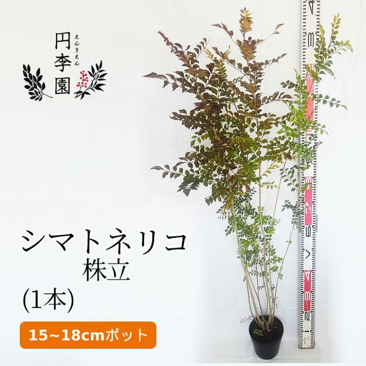 楽天市場 シマトネリコ株立15 18cmポット 1本 110cm前後 鉢植え 庭木 花壇 生垣 ガーデニング 園芸 シンボルツリー 緑陰樹 街路樹 雑木 タイワンシオジ 島十練子 しまとねりこかぶだち Fraxinus Griffithii 円李園