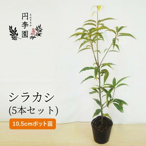 観葉植物 シンボルツリー 庭木の人気商品 通販 価格比較 価格 Com