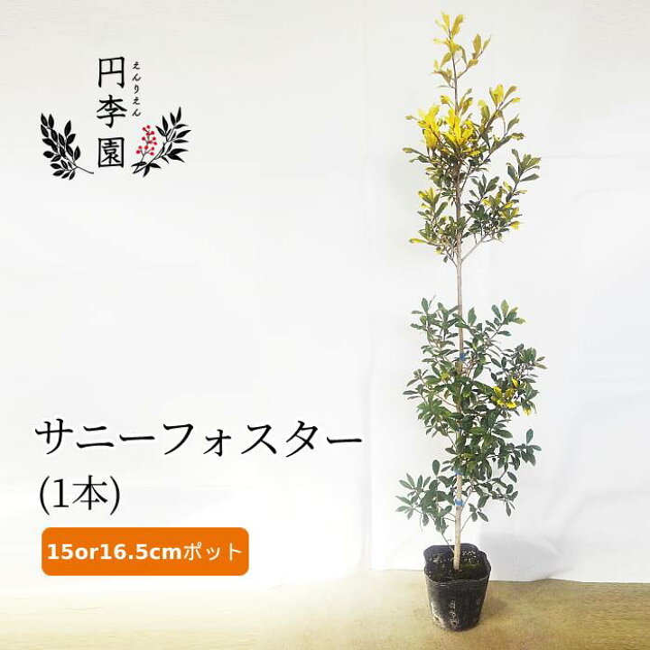 楽天市場 サニーフォスター15 16 5cmポット 1本 100 130cm前後 鉢植え 庭木 花壇 生垣 ガーデニング 園芸 シンボルツリー さにーふぉすたー セイヨウヒイラギ 鮮やかな黄金葉 カラーリーフプランツ Ilex Attenuata Sunny Foster 円李園