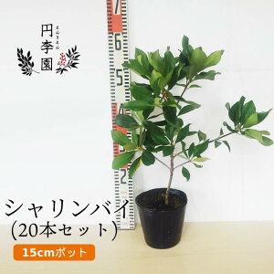 梅 鉢植え Diy 工具の人気商品 通販 価格比較 価格 Com