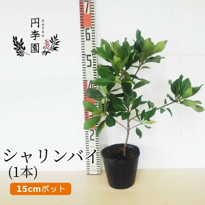 農業資材 ガーデニング用品 庭木 低木 観葉植物の人気商品 通販 価格比較 価格 Com