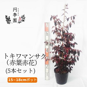 マンサク 花の人気商品 通販 価格比較 価格 Com