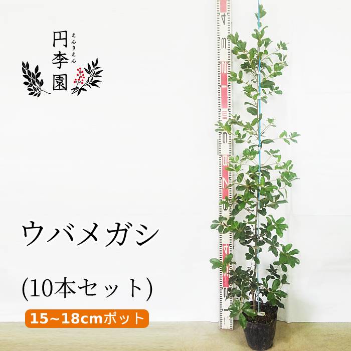 植木 盆栽 ウバメガシの人気商品・通販・価格比較 - 価格.com
