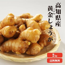 【送料無料】高知産 黄金生姜 2kg 【業務用】 黄金しょうが 酢しょうが 紅茶 保存 生姜効能 根生姜 生姜 しょうが ショウガ 国産