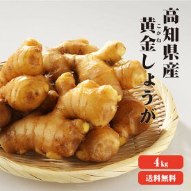 【送料無料】坂田の黄金　高知産 黄金生姜 4kg 【業務用】 黄金しょうが 酢しょうが 紅茶 保存 生姜効能 根生姜 生姜 しょうが ショウガ 国産