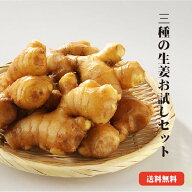 【送料無料】 高知産しょうが お試しセット 【初回限定】 生姜 高知 国産 黄金しょうが 大しょうが 三州…