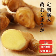 定期購入【送料無料】 高知県産　黄金生姜 1kg