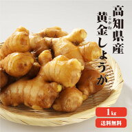 【送料無料】坂田の黄金　高知産 黄金生姜 1kg 【業務用】 黄金しょうが 酢しょうが 紅茶 保存 生姜効能 …
