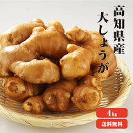 【送料無料】 高知産 大生姜 4kg 【業務用】 大しょうが 酢しょうが 紅茶 保存 生姜効能 根生姜 生姜 し…