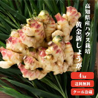【送料無料】 【季節限定】 高知産 ハウス栽培 黄金新生姜 4kg 産地直送 自社栽培 季節限定 生姜 しょう…