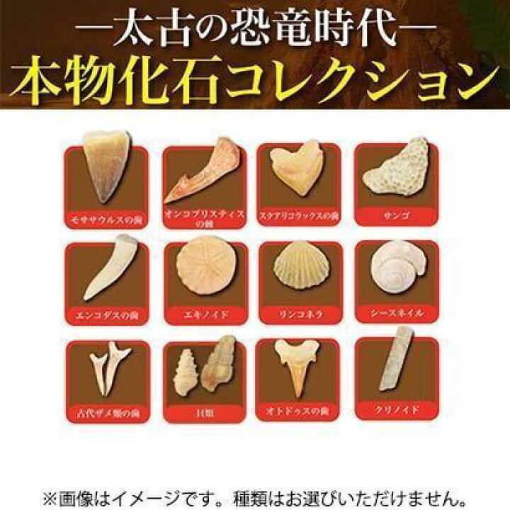 楽天市場】ライブエンタープライズ 本物化石コレクション ZH-CAP-0101 