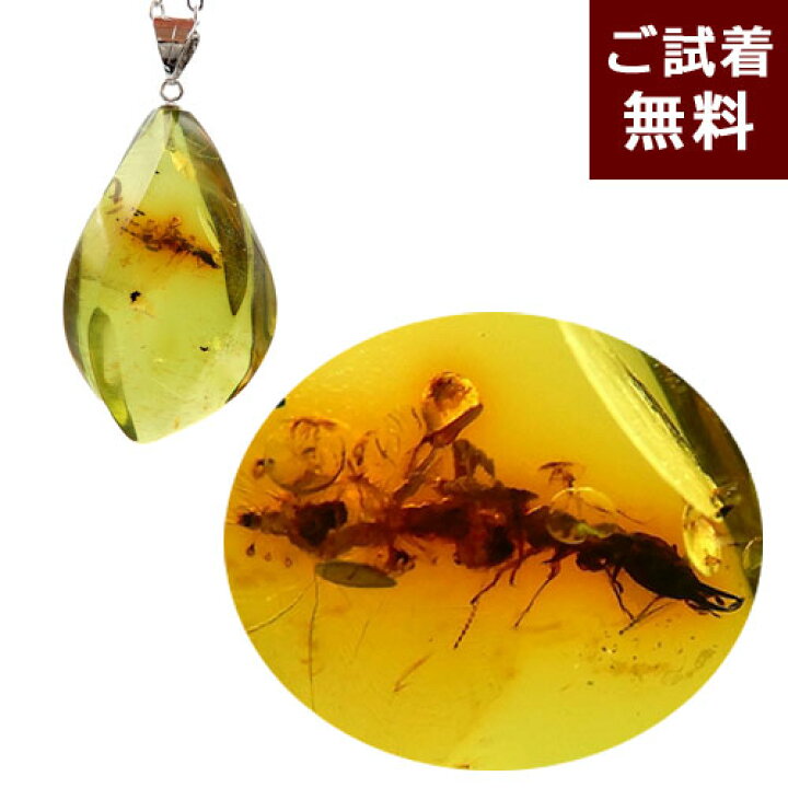 楽天市場】化石 虫入り琥珀 ネックレス ペンダントトップ ハサミムシの 