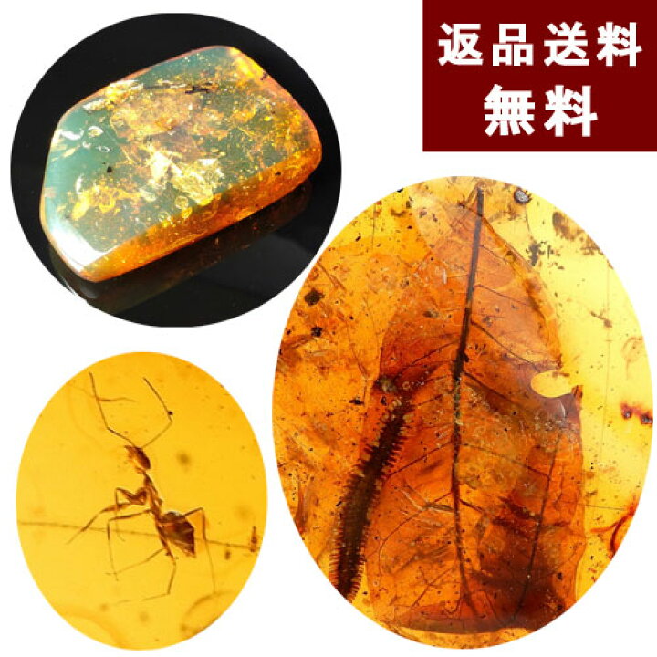 楽天市場】化石 虫入り琥珀 原石 ヤスデ コオロギ 蟻 葉っぱ 縦5cm 横 