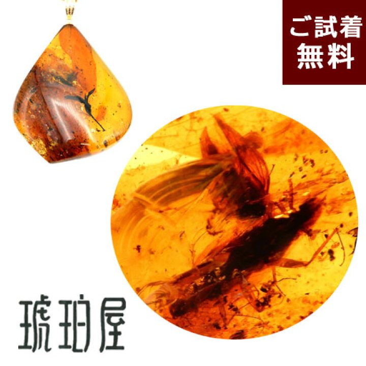 楽天市場】化石 虫入り琥珀 ネックレス ペンダントトップ コオロギ 蚊 